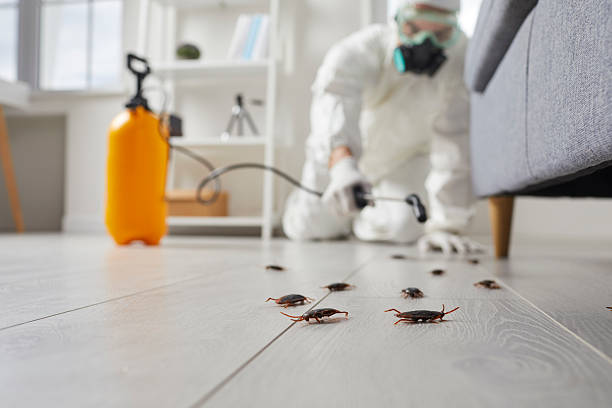 Post-Treatment Bed Bug Interceptor Monitoring in Kill Devil Hills
